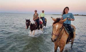 Horse