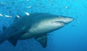 Shark